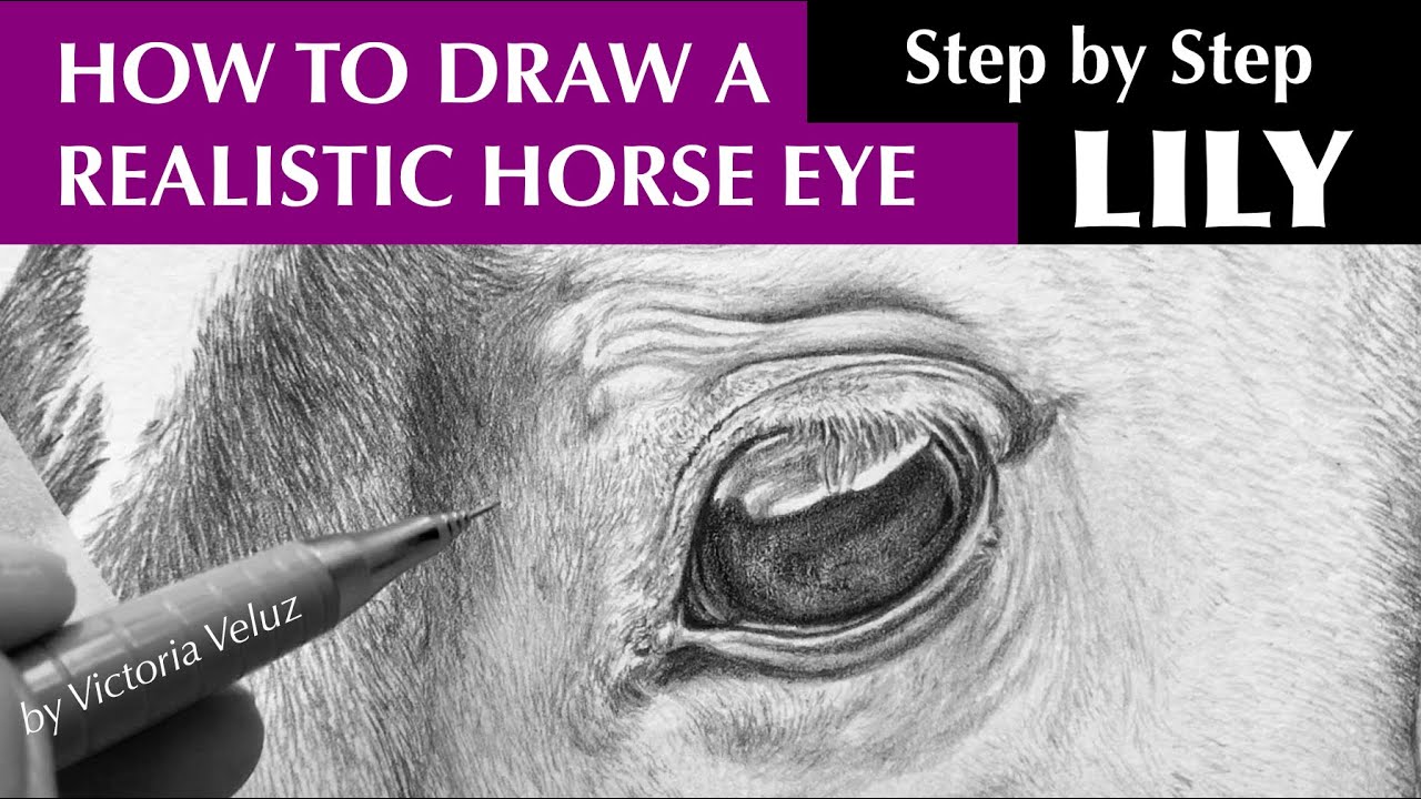 How To Draw A Realistic Horse Eye - Lily