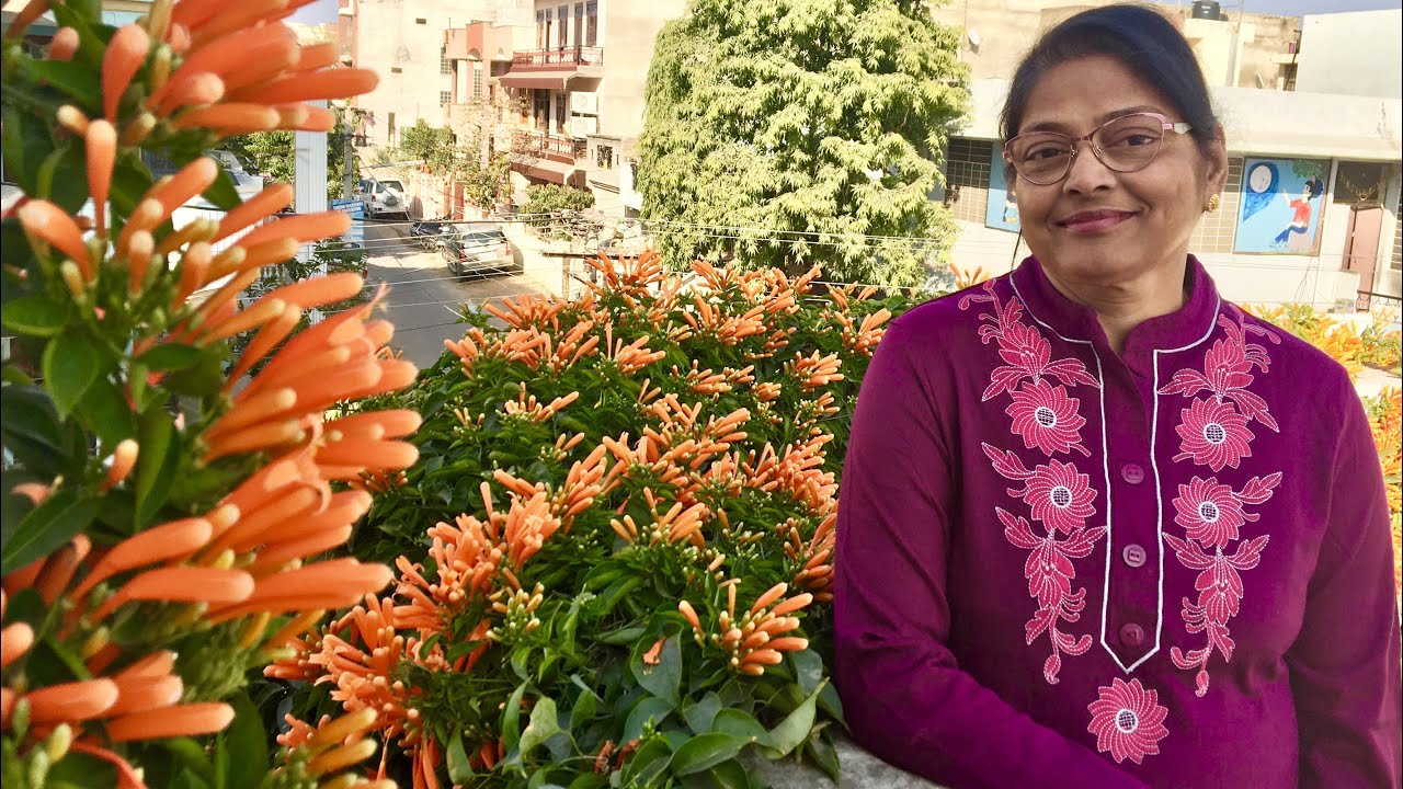 How to grow Orange Trumpet Vine with Aruna Agrawal