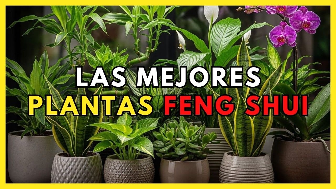 Las 7 MEJORES PLANTAS DE INTERIOR según el FENG SHUI