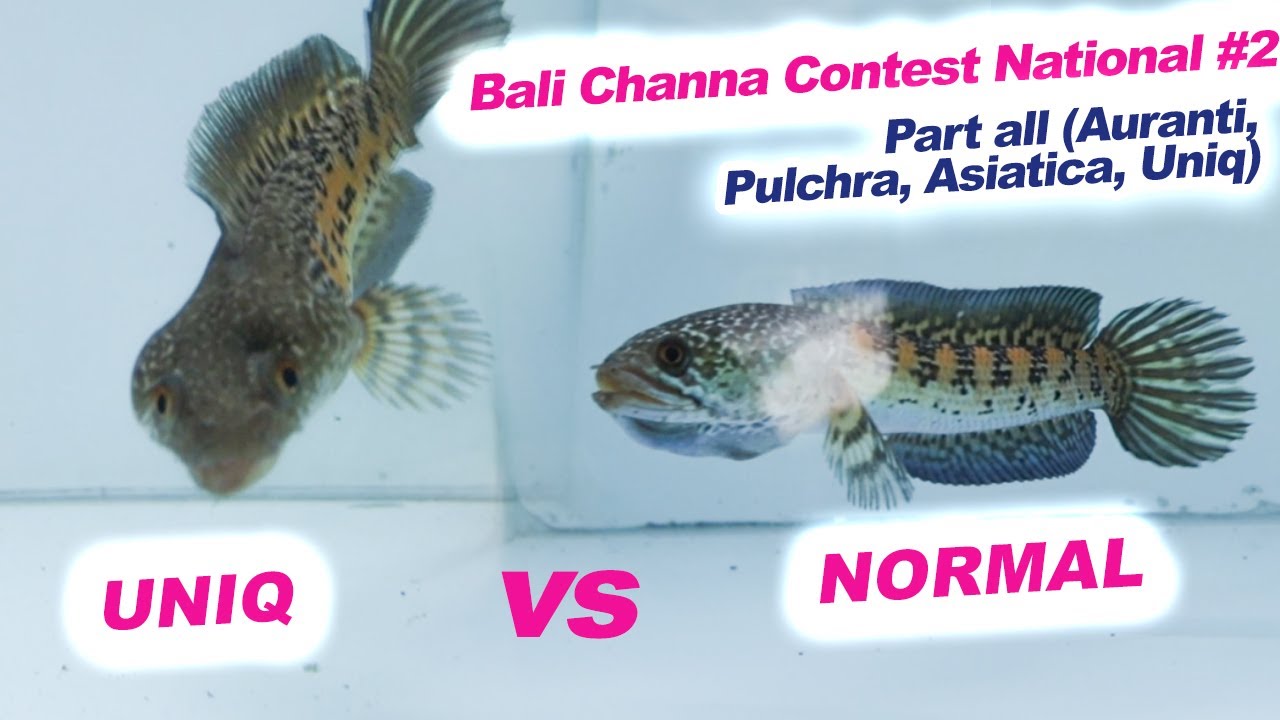 FULL REVIEW Semua Ikan Peserta Bali Channa Contest National #2 (Part Medium Dwarf)