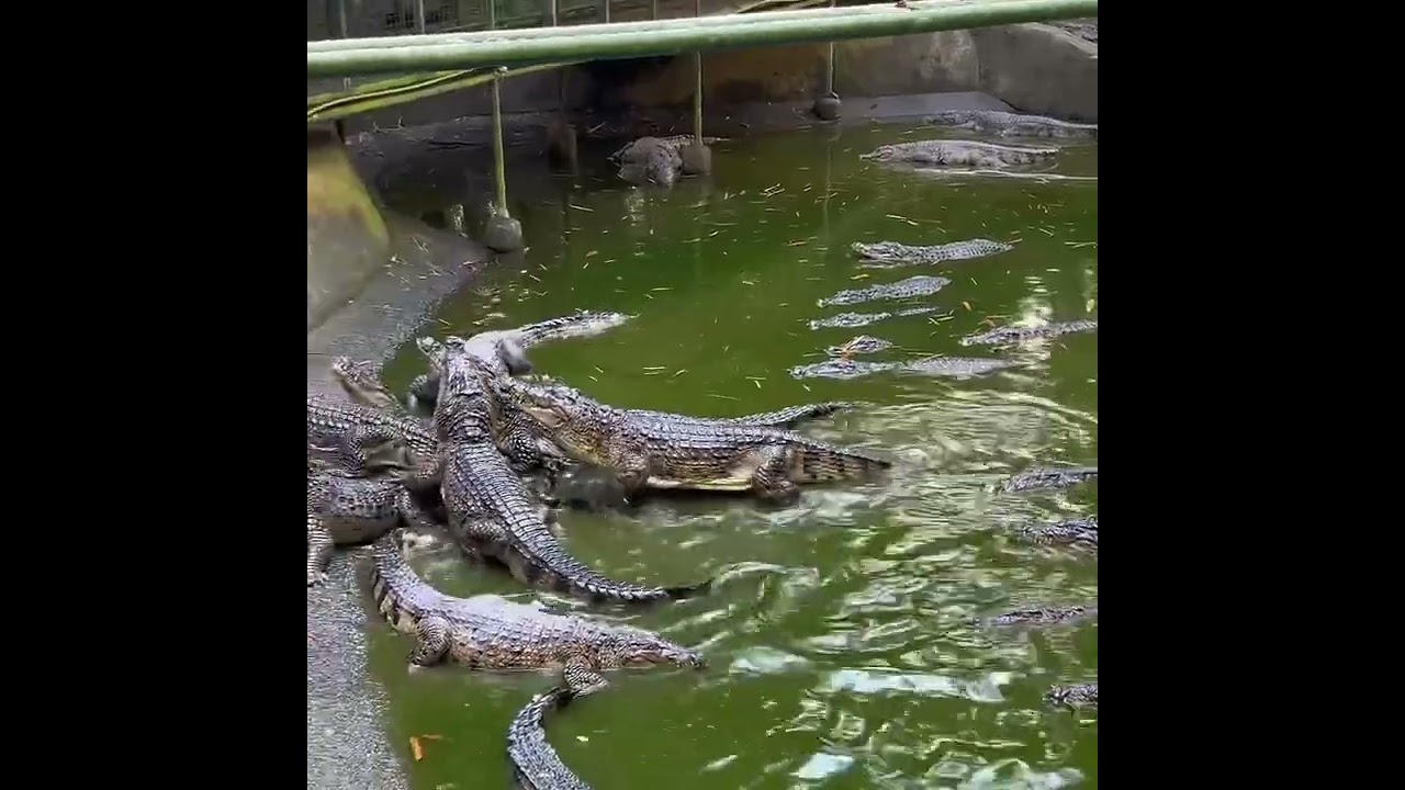 Zoobic safari in Subuc bay - Enter the Crocodile kingdom #Zoobicsafari #Subucbay 🥰🥰