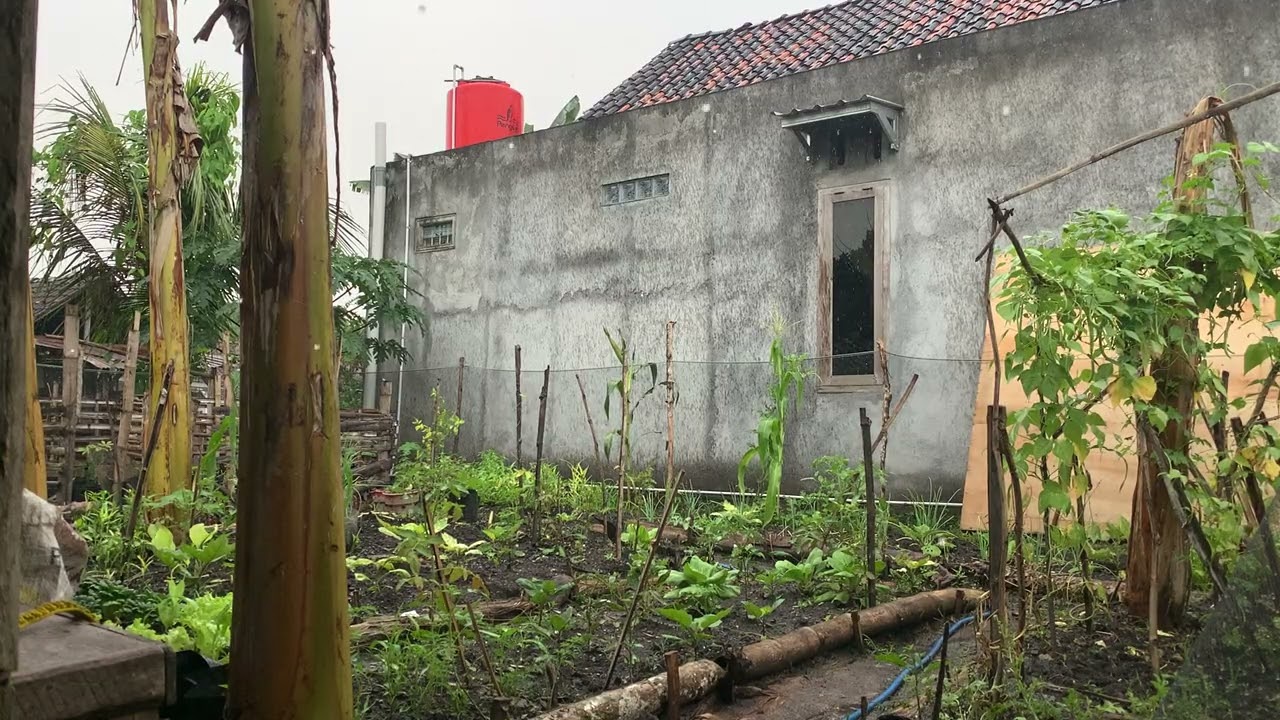 Tidak ada yang lebih Tenang dari hujan di Desa | Nothing Feels More Peaceful Than Village Rain