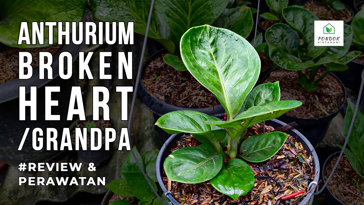 ANTHURIUM BROKEN HEART / GRANDPA ||  REVIEW TANAMAN, PERAWATAN DAN PENGEMBANGBIAKKAN ||