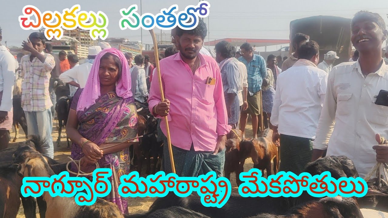 21/02/2026 చిల్లకల్లు సంతలో మహారాష్ట్ర నాగ్పూర్ మేకపోతులు #viral #chillakalu santha 