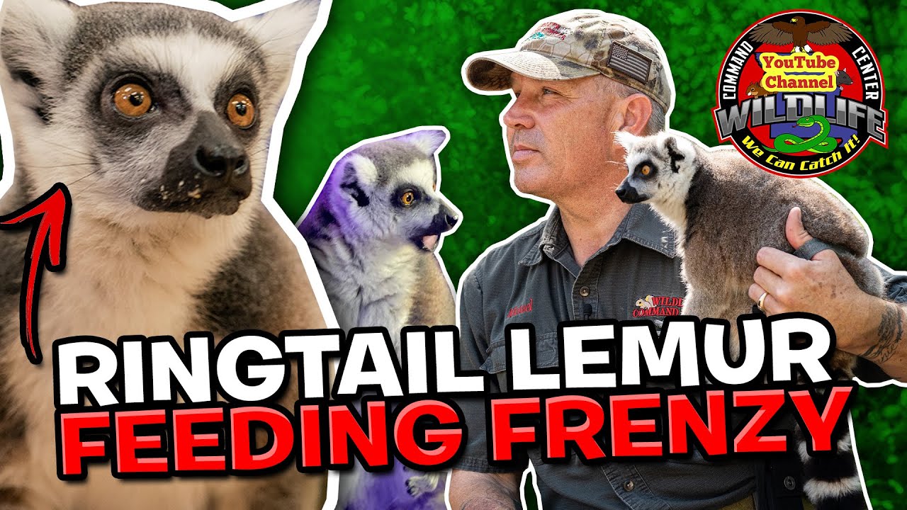 3.4 Ringtail Lemur Feeding Frenzy #animals #ringtailedlemur