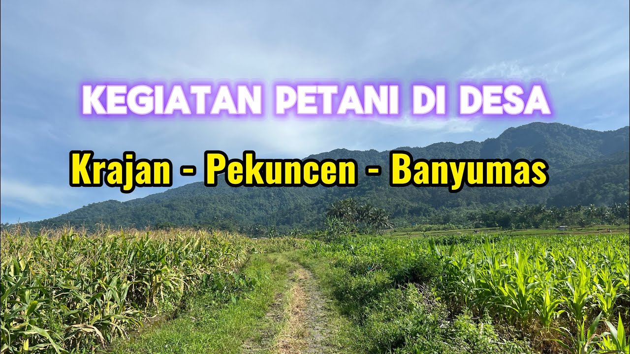 Kegiatan para pekerja di desa krajan - pekuncen -banyumas 