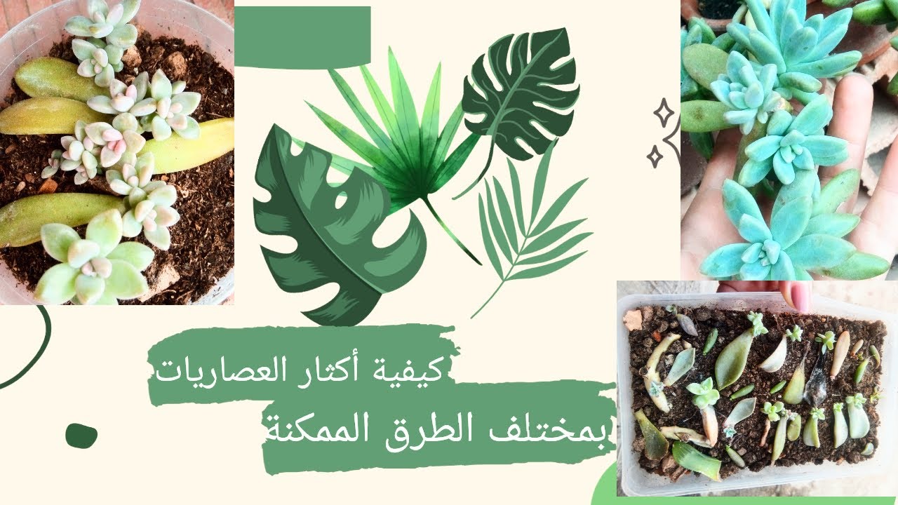 كيفية اكثار العصاريات...مختلف الطرق الممكنة