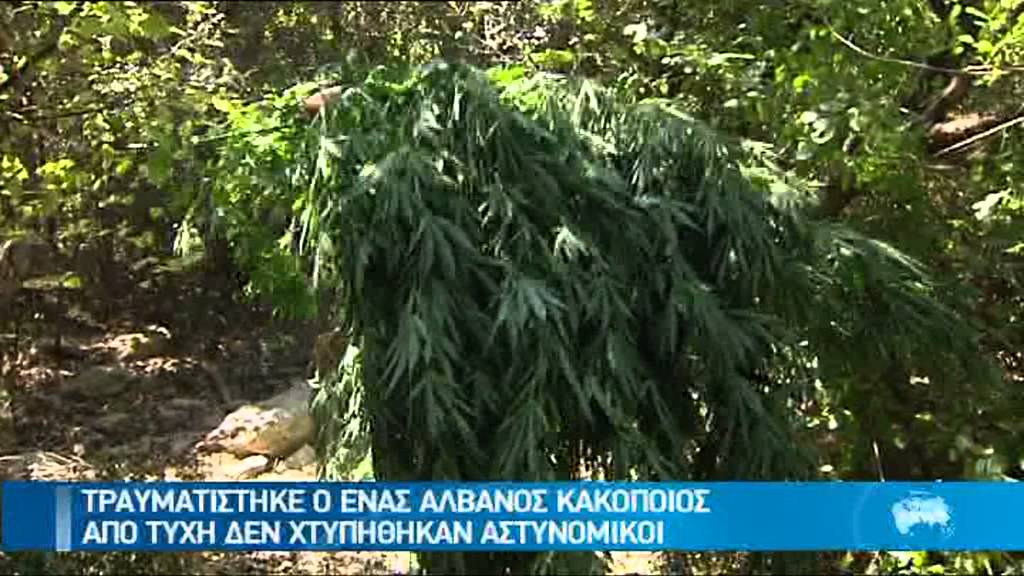 ΜΑΧΗ ΣΕ ΧΑΣΙΣΟΦΥΤΕΙΑ ΣΤΟ ΑΜΑΡΙ