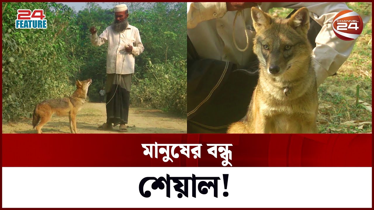 মানুষ আর শেয়ালের এক অপূর্ব বন্ধুত্ব | Human & Fox Friendship | Pet Fox | Channel 24