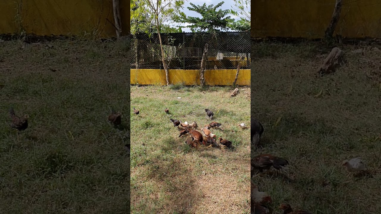 Crianza Natural  De Gallos Finos