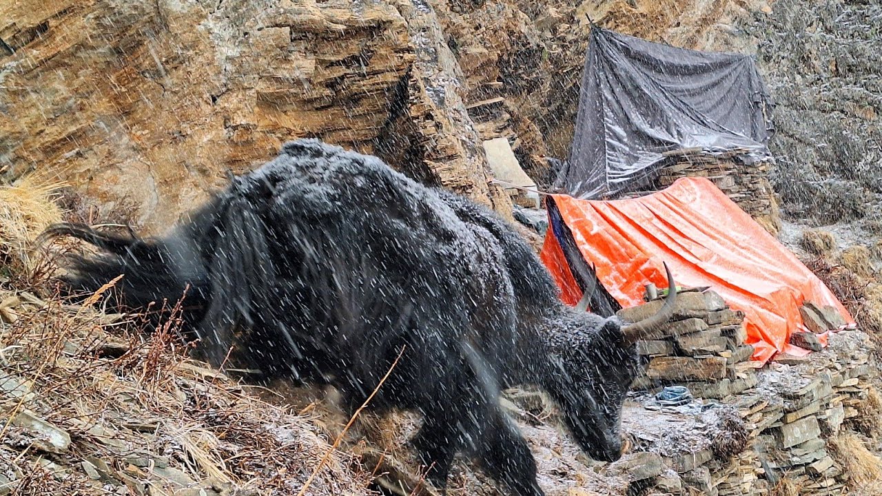 It's Mountain Rural Nepali People Survival Snowing Heavily In Worked Time || Nepal | Real  Nepal ||