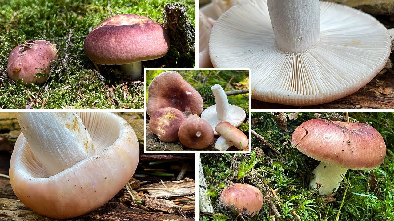 Speiset&auml;ubling Verwechslung | Fleischroter Speiset&auml;ubling, Fleischroter T&auml;ubling, Russula vesca
