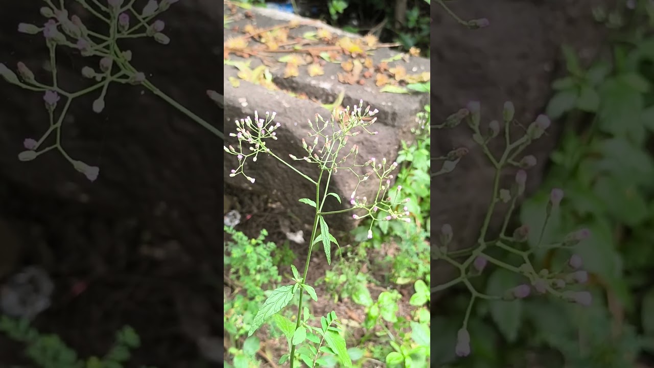 Sahadevi सहदेवी (Veronia cenerea) #ayurveda #dravyaguna #identification #plants