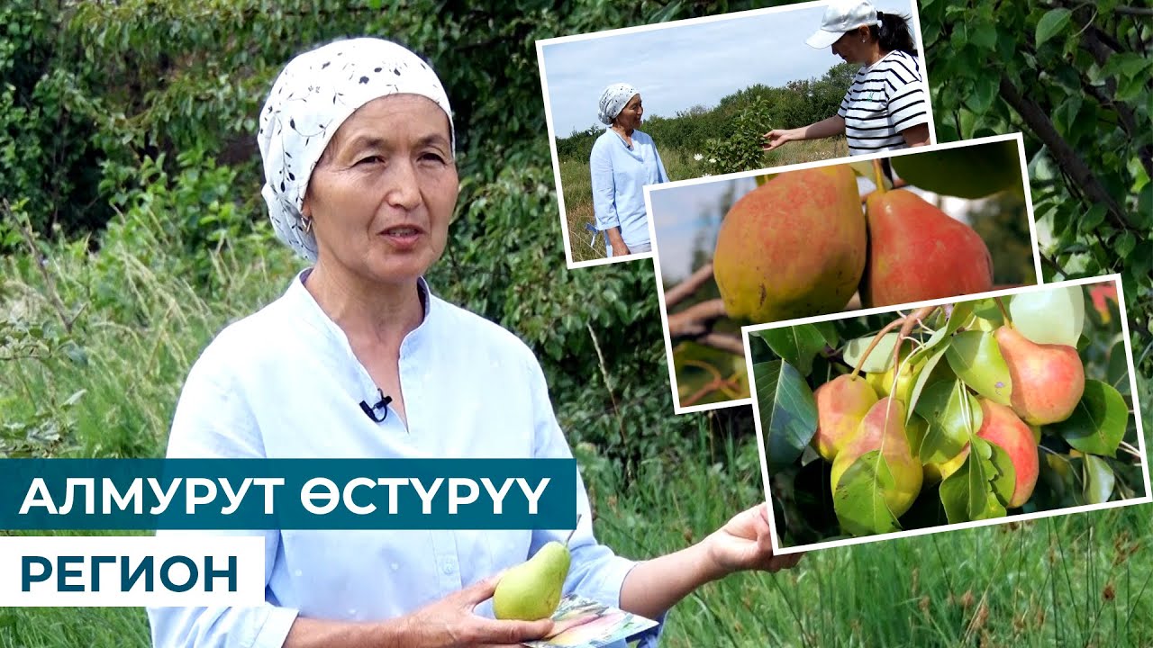 АЛМУРУТ ӨСТҮРҮҮ // РЕГИОН