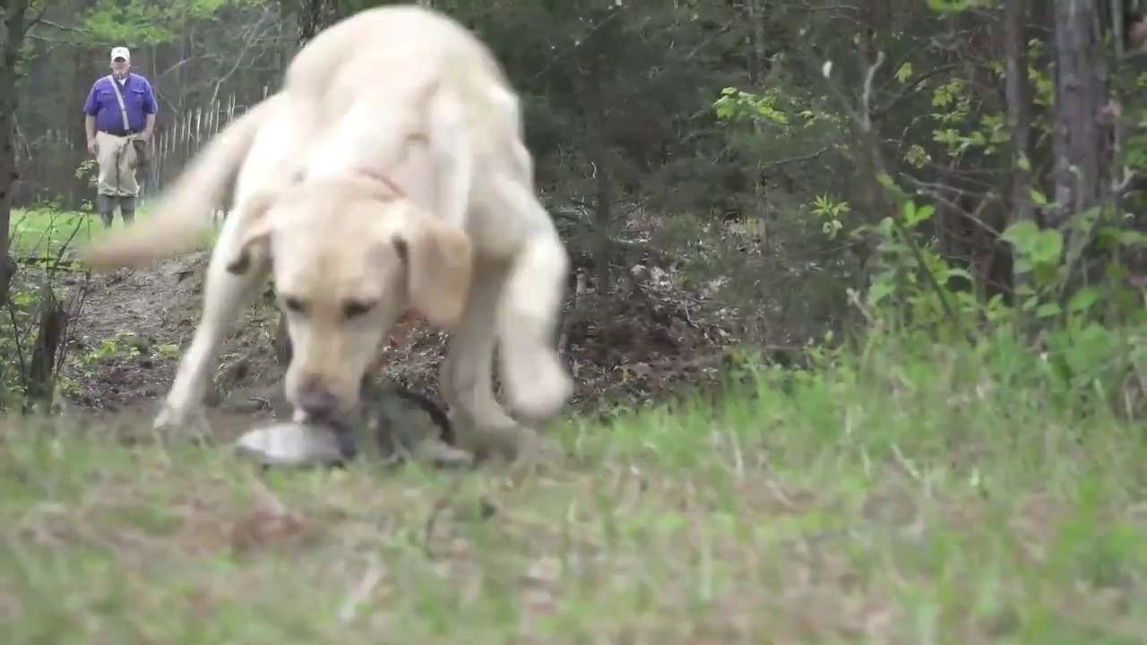 Retriever Training: Long Lines