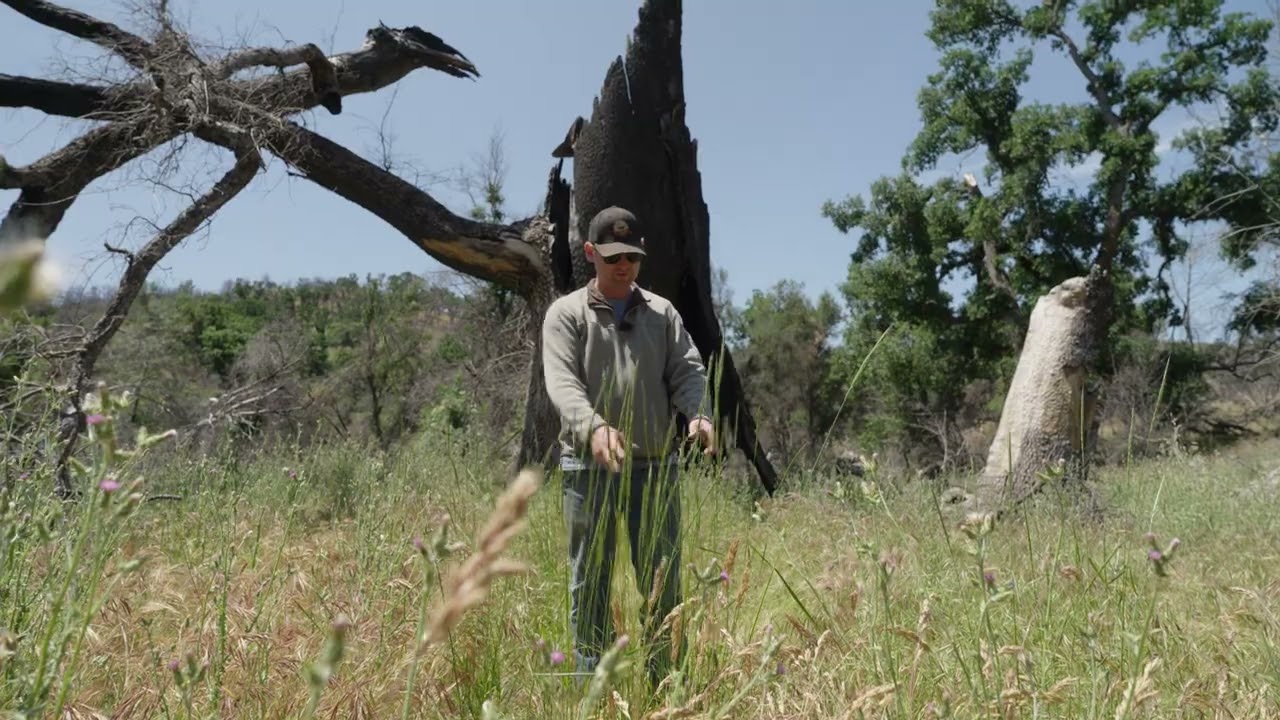 Save the Oak