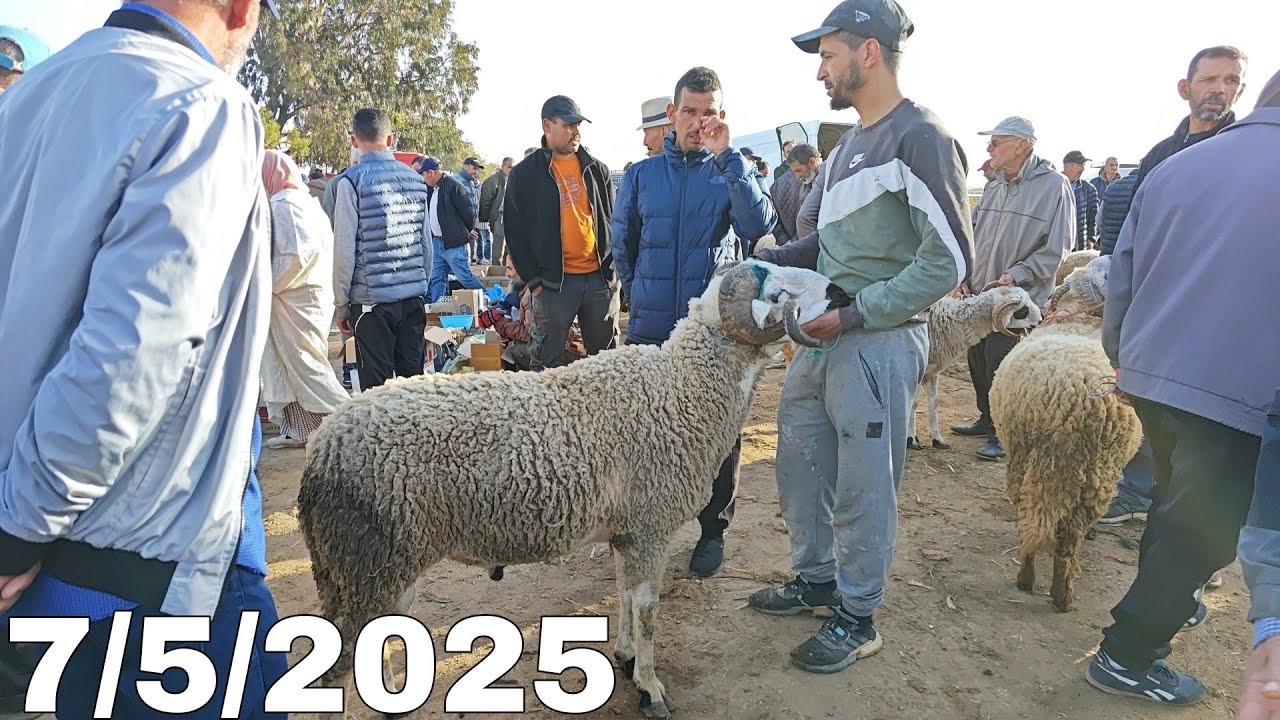 من سوق الأسبوعي قرية أركمان هذه هي أثمنة الأغنام🐏والنعجة🐑والخضر🍎والفواكه🍉والأسماك🦐والدواجن🐓 7/5/25