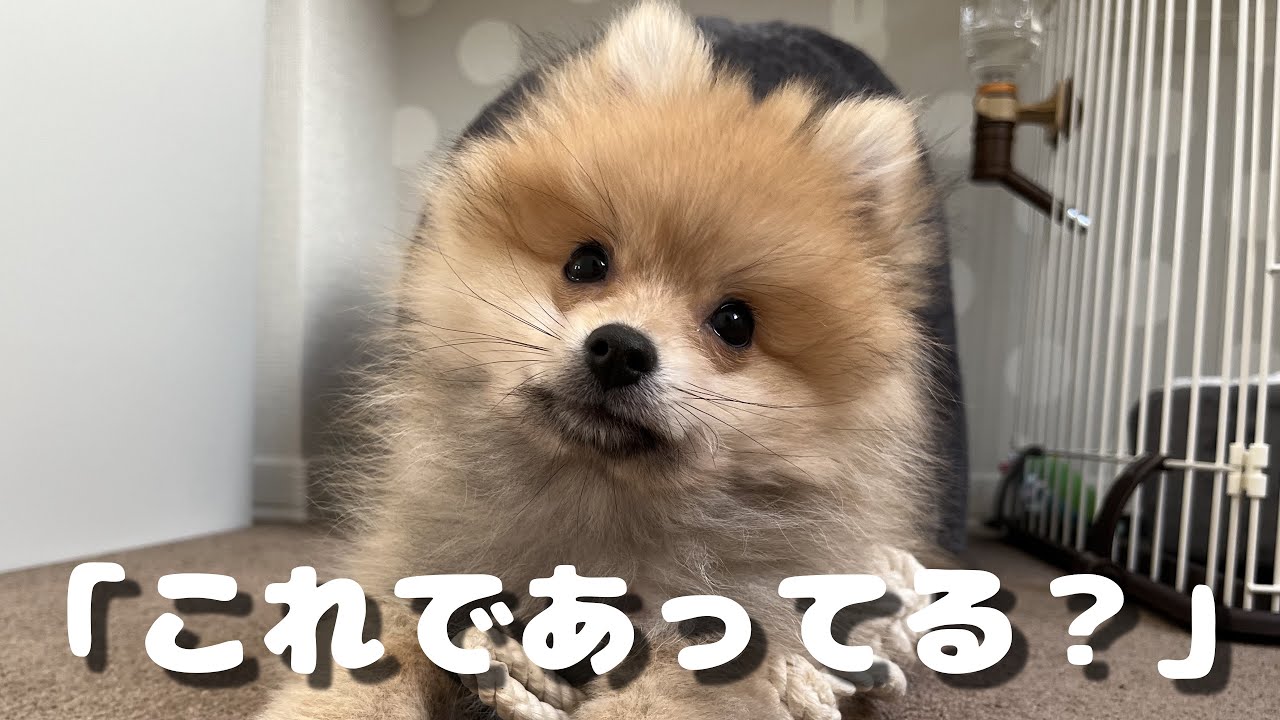 【しつけ】むぎ“おかわり”と“ふせ”に初挑戦！｜ポメラニアン