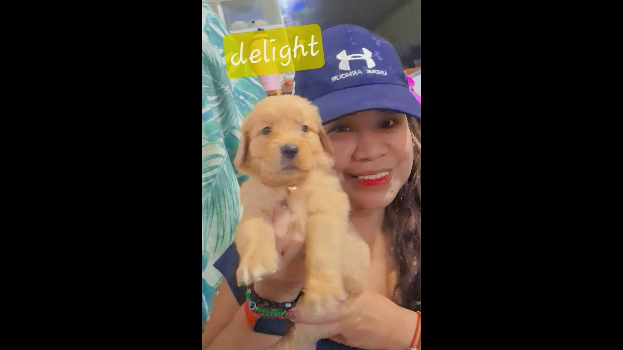 Golden Puppies