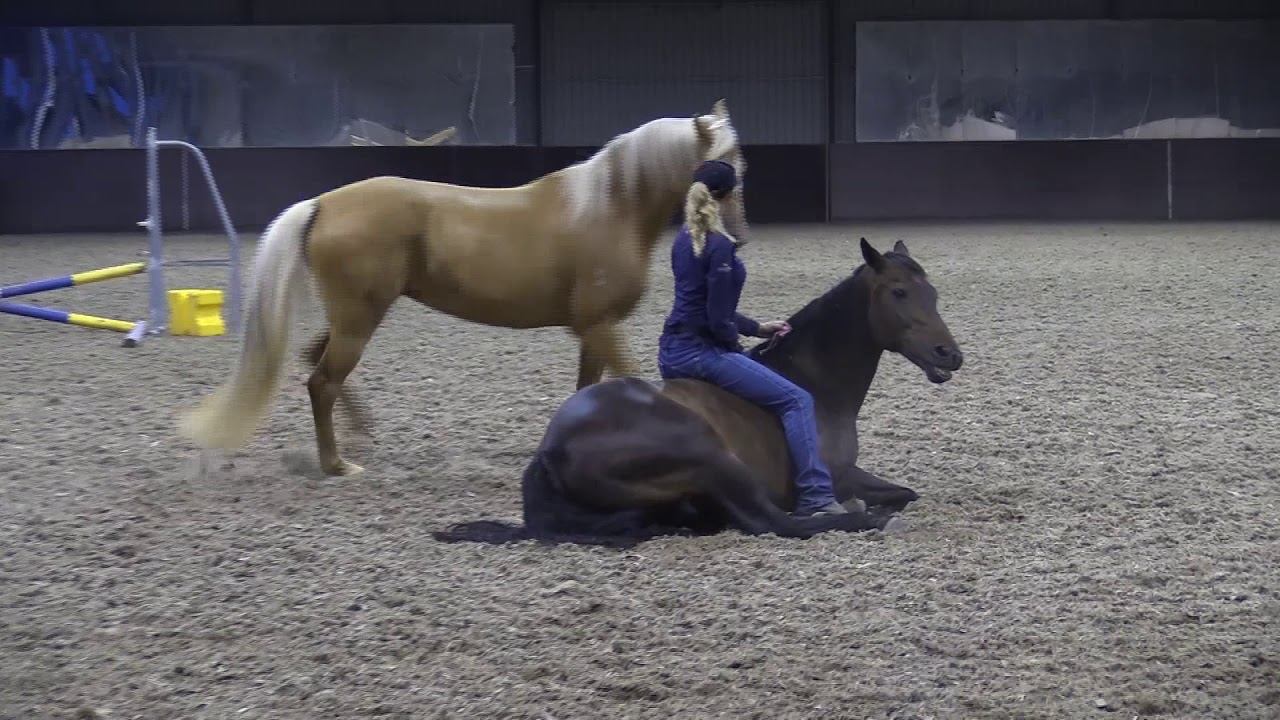Clicker Training two horses at liberty...