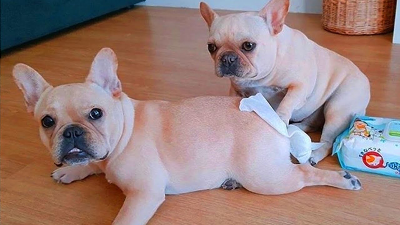 Try not to laugh | Cute and Funny French Bulldogs doing funny things # 8 (2019)| Cute Pets