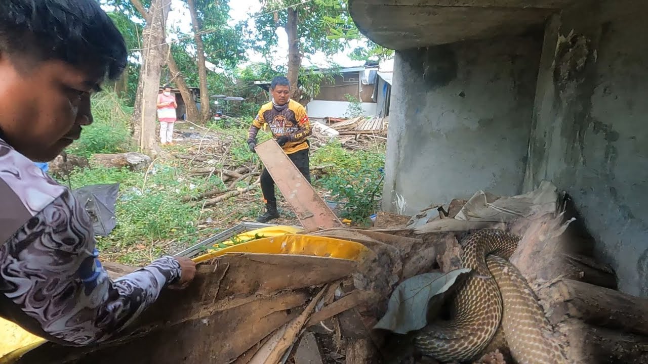 JUMBO COBRA SA MGA TAMBAK NA KAHOY