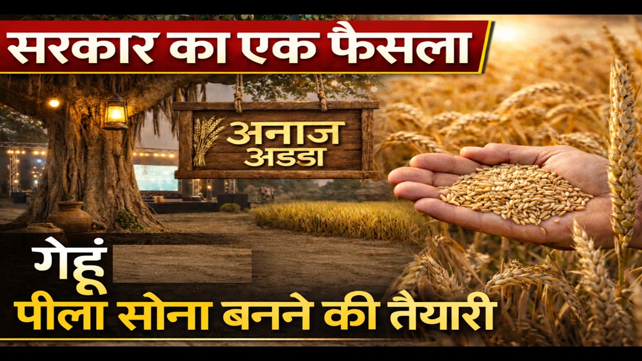 सरकार का एक फैसला, गेहूं उछला पीला सोना बनने की तैयारी #wheat #gehun #mandi #anaj #grain