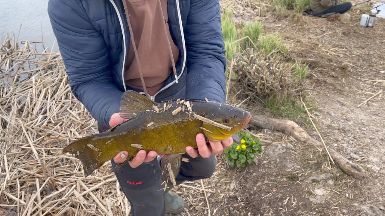 Вечерний линь на Лиелупе в Латвии : Fishing in Latvia