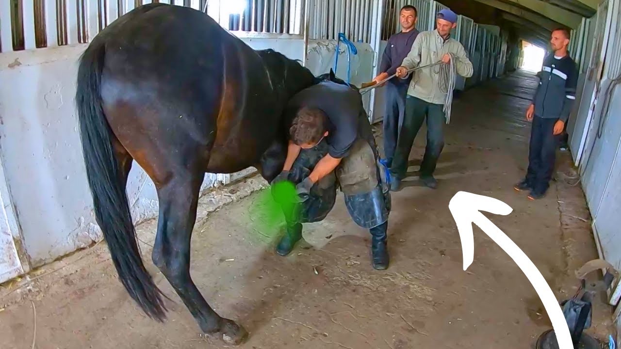 IMAGINE her RELIEF! This horse COULDN'T stand -- Full horse hoof Cleaning!