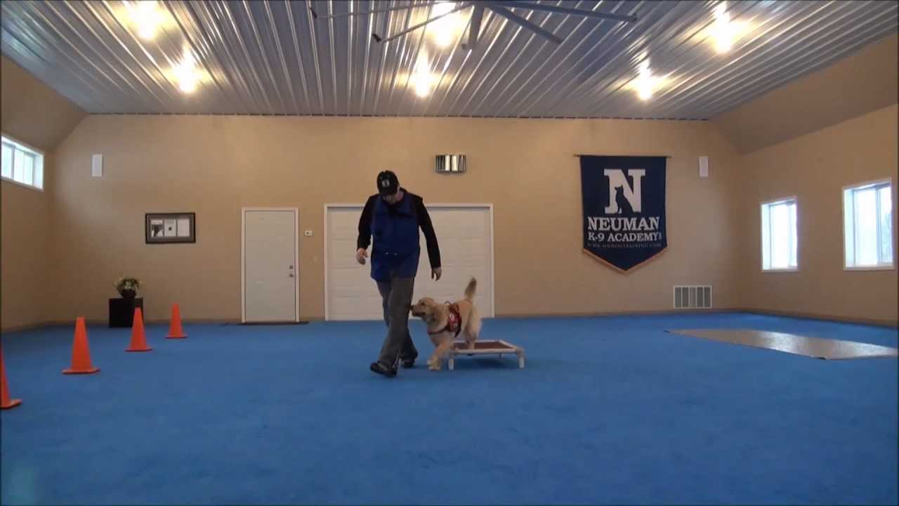 Nora (Golden Retriever) Dog Training Video