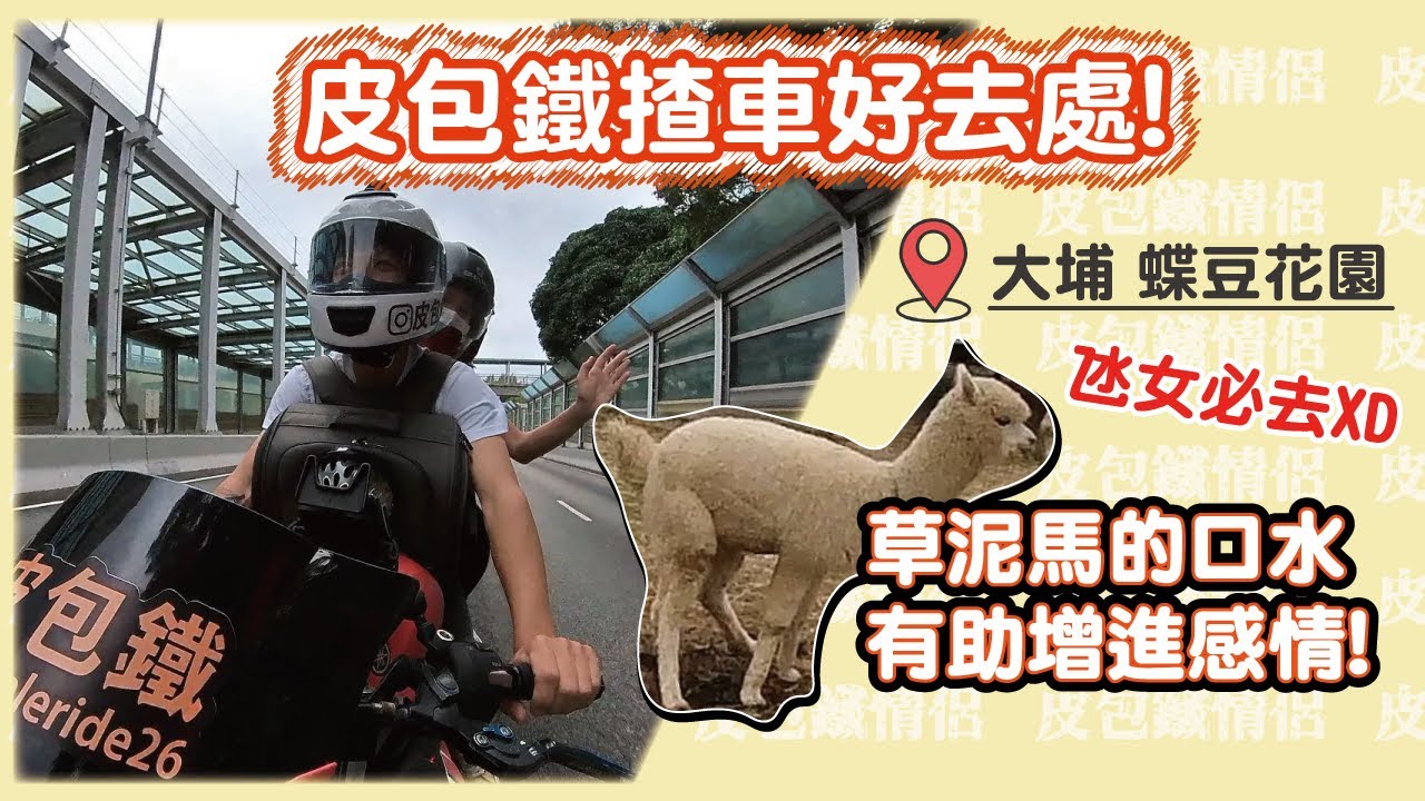 【偽毒好去處 x 草泥馬 x 蝶豆花園】揸車近、泊車方便既草泥馬樂園🤪！│Vlog vol. 59【皮包鐵情侶】