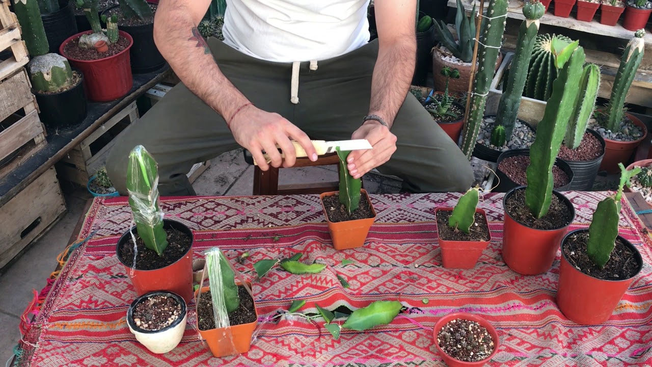 INJERTOS en HYLOCEREUS | Paso a paso | Guía de Injertos #05 🔪🌵