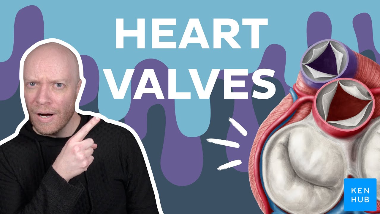 Valves of the heart - Human Anatomy |&nbsp;Kenhub