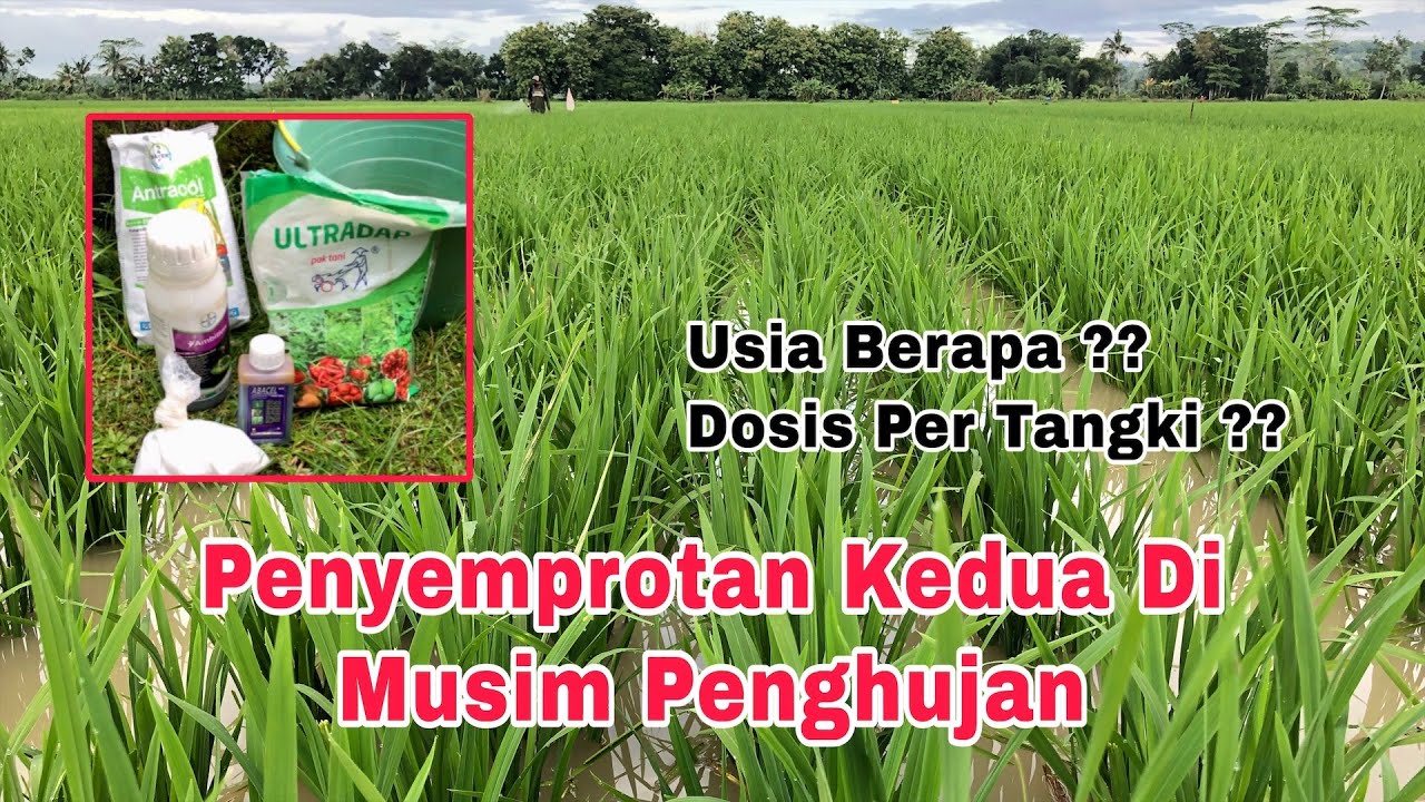 Penyemprotan Padi Kedua Di Musim Hujan