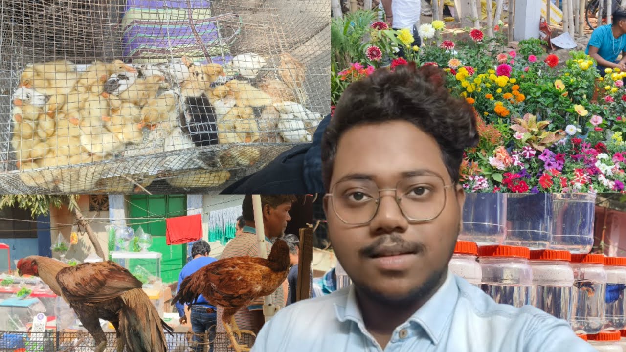 Visiting India’s biggest pet market