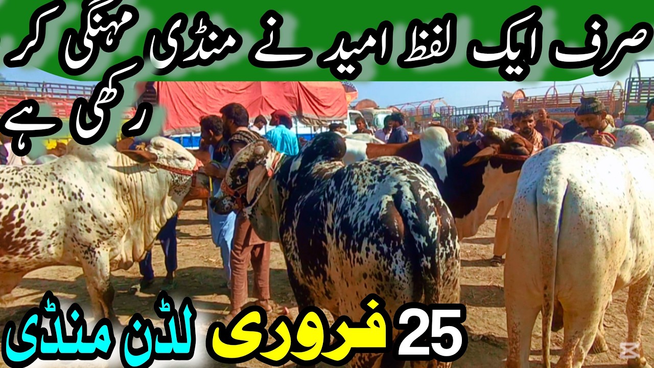 LUDDAN BACHRA MANDI LATEST & FRESH UPDATE || Sahiwal Cholistani Bachra Price For Qurbani 2026