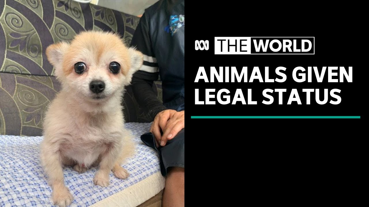 South Korea to grant animals legal status | The World