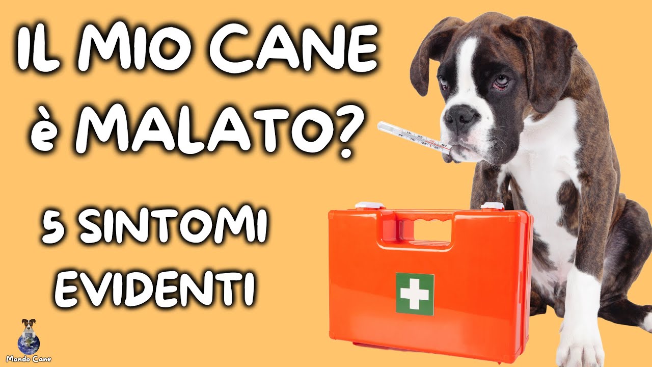 Come Capire Se Il Cane Sta Male (5 Segnali)