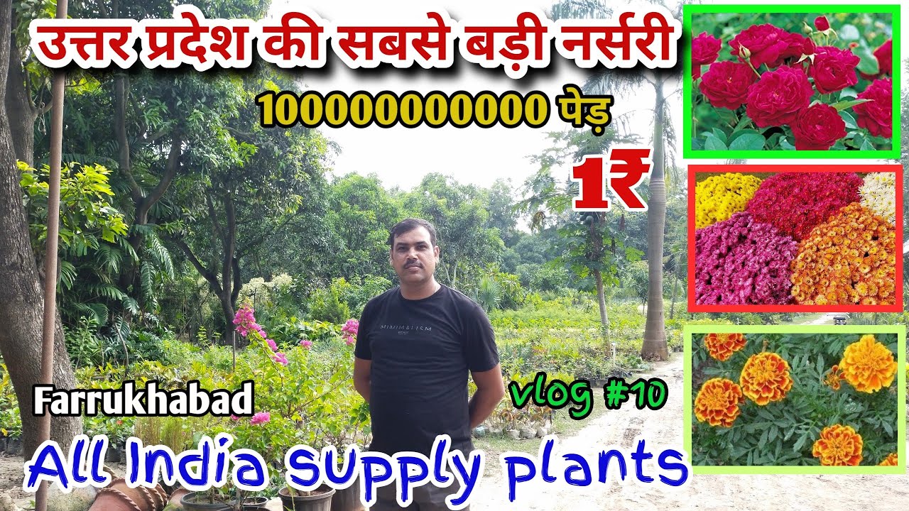UP ki Sabse badi nursery, business ke liye plant yahan se khariden, #nursery #rahulfarrukhabadi