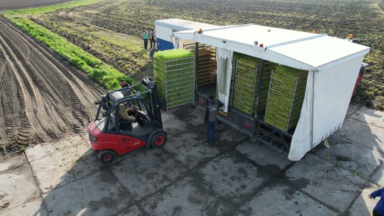 knolselderij planten, mei 2024