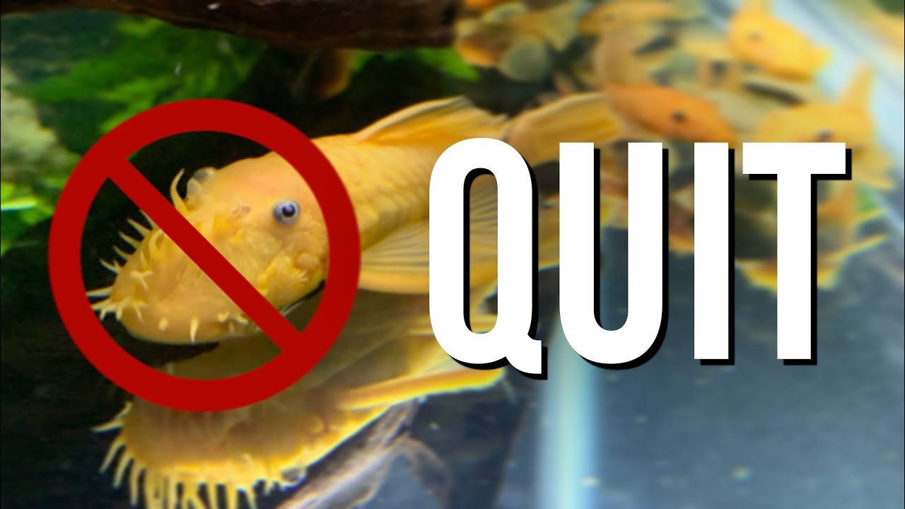 Why I Quit Breeding Bristlenose Plecos (Ancistrus)