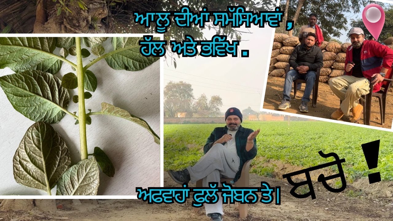 ਆਲੂ ਫਸਲ 2026 ਦਾ ਭਵਿੱਖ ਅਤੇ ਵਾਧੂ ਖ਼ਰਚੇ ਤੋਂ ਬਚਣ ਦਾ ਢੰਗ. ਉੱਤਰ ਪ੍ਰਦੇਸ਼ ਦੀ ਫ਼ਸਲ ਬਾਰੇ ਜਾਣਕਾਰੀ..