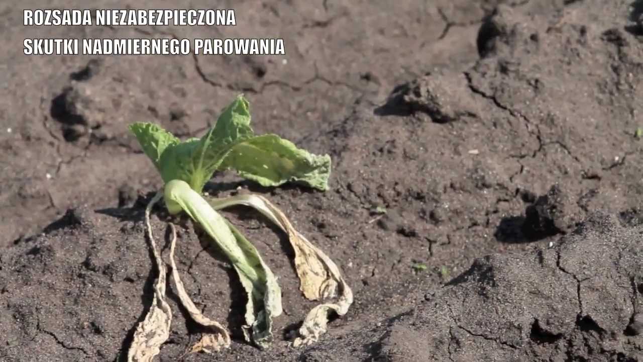 Ochrona rozsady przed suszą cz. 2 . Uprawa i pielęgnacja roślin.