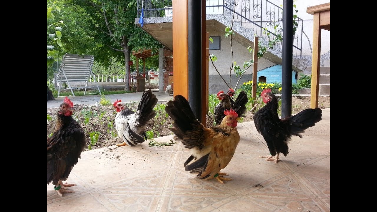Ayam Serama Bulgaria - happiness in the garden!
