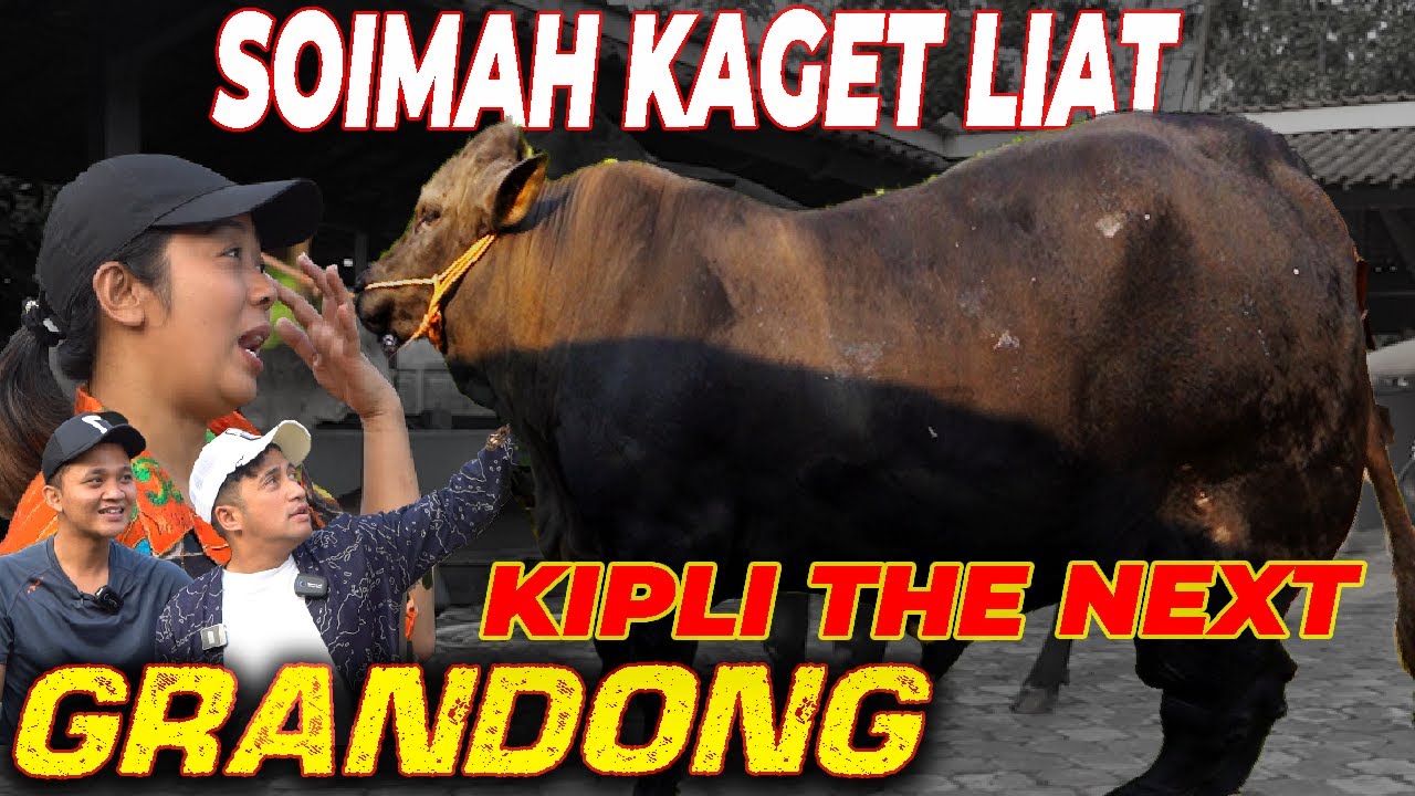 SOIMAH MULAI BINGUNG DI SETIA FARM ‼️ APALAGI LIAT KIPLI YANG MIRIP GRANDONG ☺️