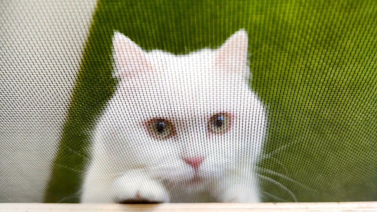 猫たちにリビング出入り禁止令が出されました…。