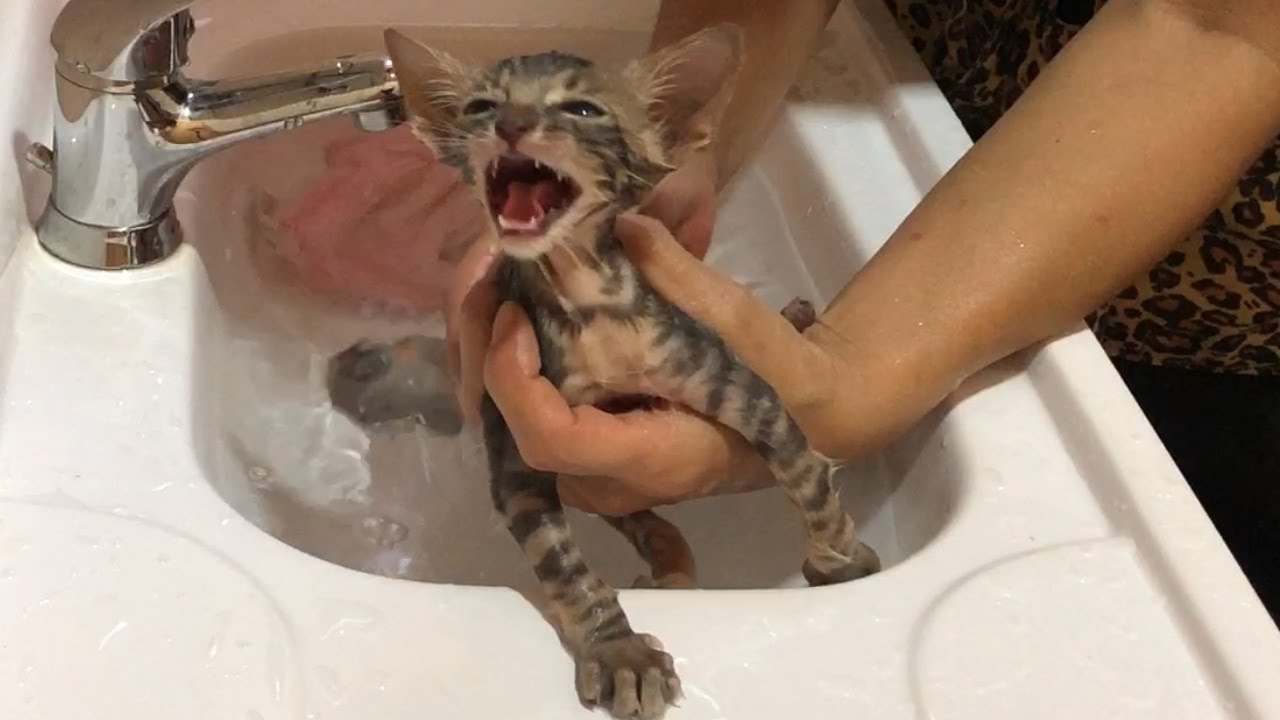 Bath Первая ванна с красивый котенком】 Котенок с дикой кровью пришел ко мне домой