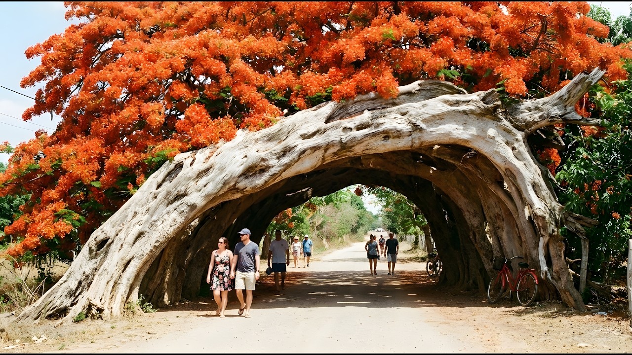 Les Plus Beaux Arbres Mill&eacute;naires de Chine : 5 000 Ans de Vie, Toujours Debout
