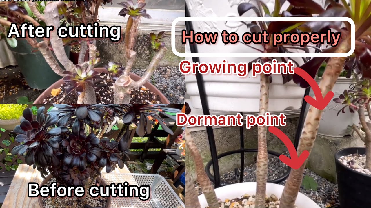 #45 HOW TO PROPAGATE AEONIUM ARBOREUM ZWARTKOP #succulent #gardening #多肉植物