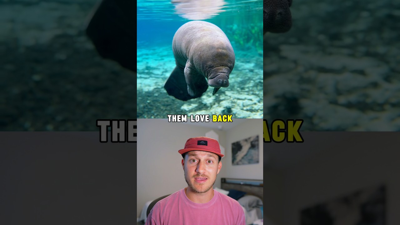 Why manatees should be your new favorite animal 🥺❤️ #florida #manatee #wildlife #conservation